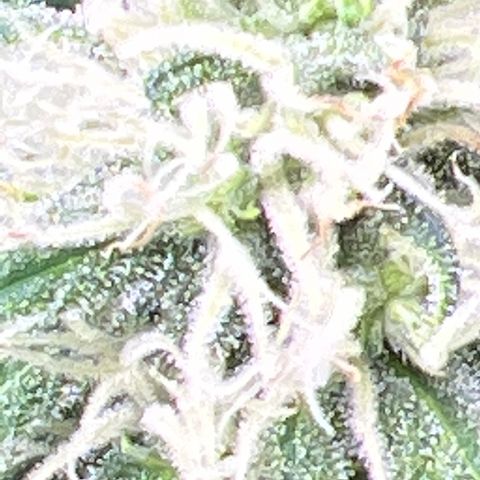 Lemon Pie Clone  growlog photo: Pistils are beginning to brown.  All trichomes are clear or cloudy