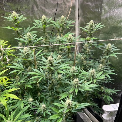 Lemon Pie Clone  growlog timeline photo