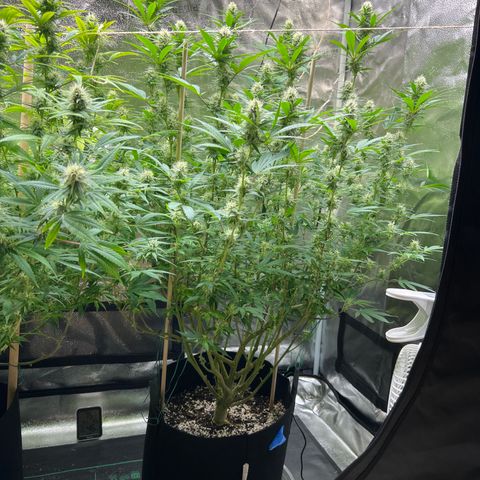 Lemon Pie Clone  growlog timeline photo