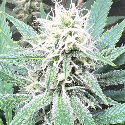 Lemon Pie Clone  growlog photo: Pretty