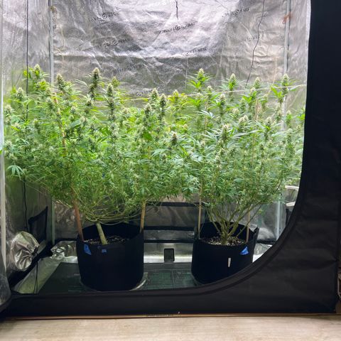 Lemon Pie Clone  growlog photo: Going string.  Buds on both have browning pistils.  Seems good for end of flowering week 6.