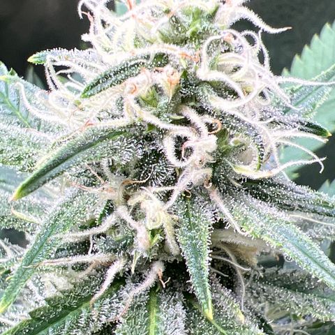 Lemon Pie Clone  growlog photo: Niiice
