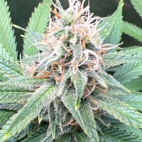 Lemon Pie Clone  growlog photo: Yum 