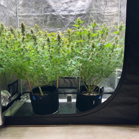 Lemon Pie Clone  growlog timeline photo