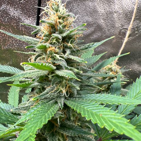 Lemon Pie Clone  growlog photo: Lookin good!