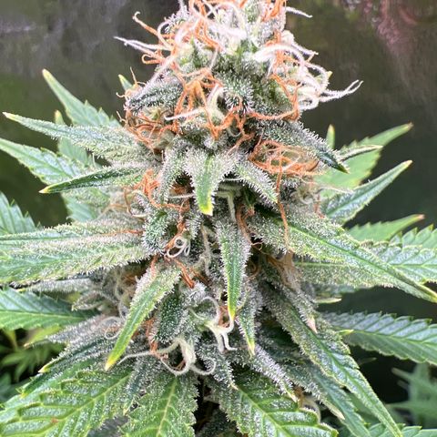 Lemon Pie Clone  growlog photo: Lookin good!
