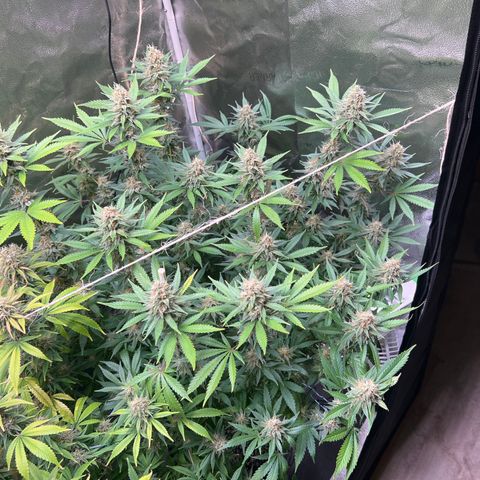 Lemon Pie Clone  growlog photo: Lookin good!