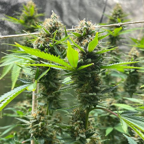 Lemon Pie Clone  growlog photo: Sticky AF
