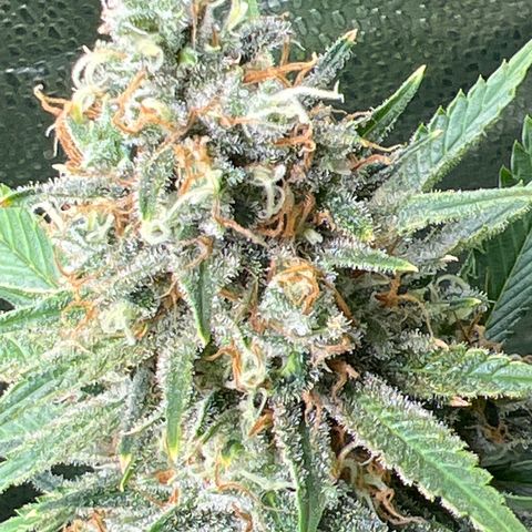 Lemon Pie Clone  growlog timeline photo