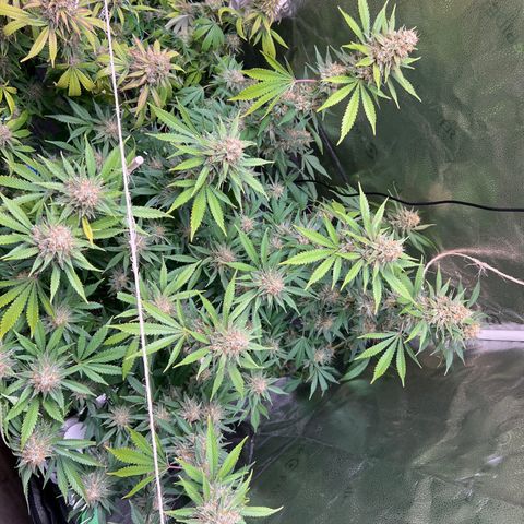 Lemon Pie Clone  growlog timeline photo