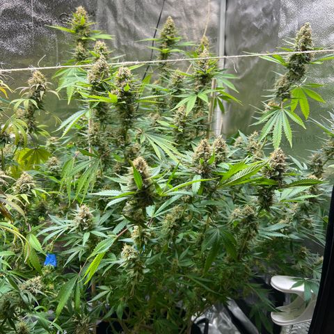 Lemon Pie Clone  growlog timeline photo