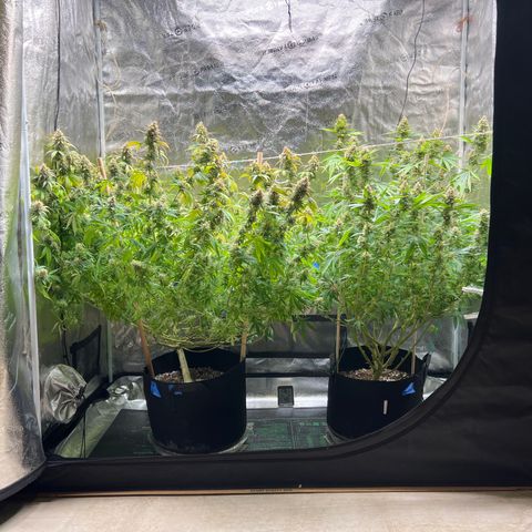 Lemon Pie Clone  growlog photo: Lookin good!