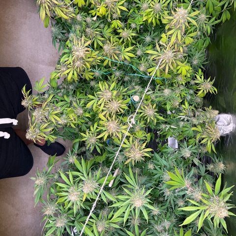 Lemon Pie Clone  growlog photo: Lookin good!