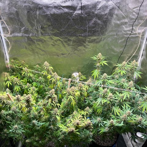 Lemon Pie Clone  growlog photo: Lookin good!