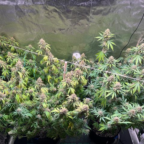 Lemon Pie Clone  growlog photo: Shortly after watering after skipping a normal watering day