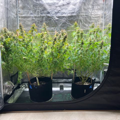 Lemon Pie Clone  growlog photo: Shortly after watering after skipping a normal watering day