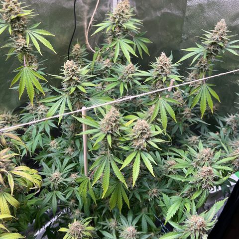Lemon Pie Clone  growlog photo: Shortly after watering after a skipped watering day