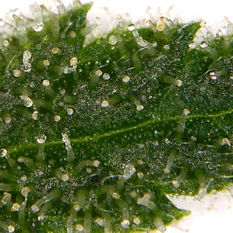 Lemon Pie Clone  growlog photo: Very close.  Stop using nutes at this point 