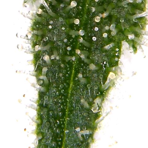 Lemon Pie Clone  growlog photo: Almost there…