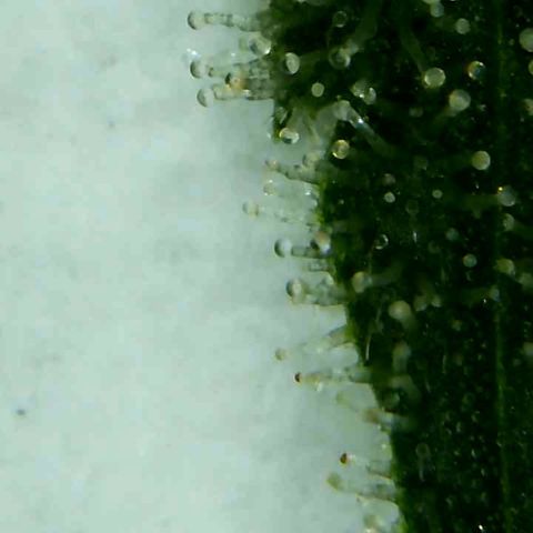 Lemon Pie Clone  growlog photo: Almost there…