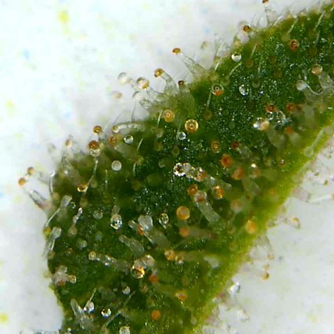 Lemon Pie Clone  growlog photo: Good to go. 