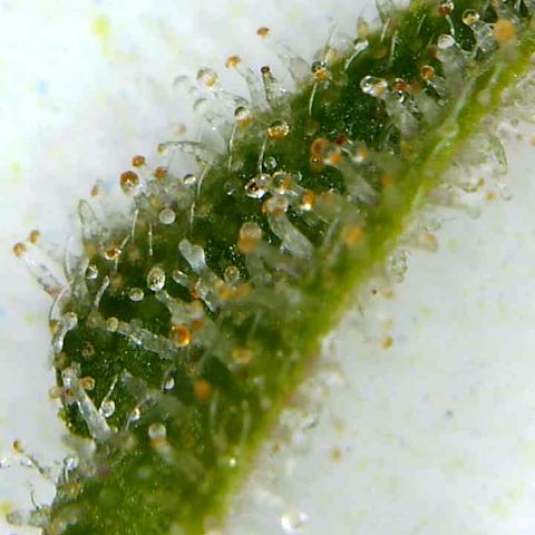Lemon Pie Clone  growlog photo: Good to go. 
