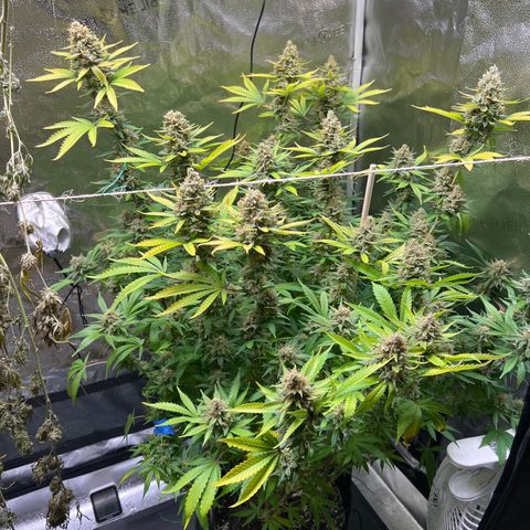 Lemon Pie Clone  growlog photo: Last night on Earth.  She’s ready
