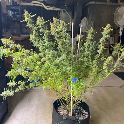 Lemon Pie Clone  growlog timeline photo