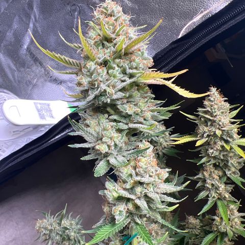 Lemon Pie Clone  growlog timeline photo
