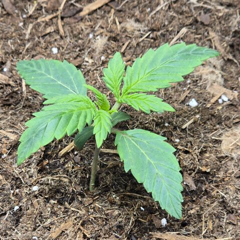 Cream Cheese  growlog timeline photo