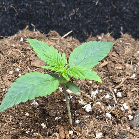 Bigfoot Baked Alaska  growlog photo: Bigfoot is not growing as fast 