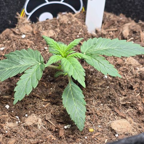 Cream Cheese  growlog timeline photo