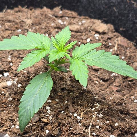 Bigfoot Baked Alaska  growlog timeline photo
