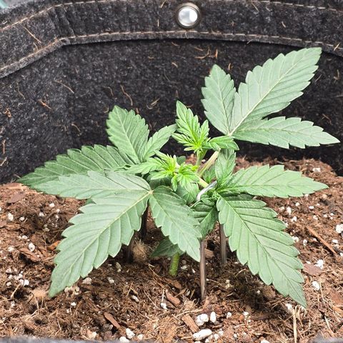 Bigfoot Baked Alaska  growlog photo: Low stress training after topping.
They seem to be taking off faster than before. 