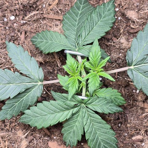 Cream Cheese  growlog timeline photo