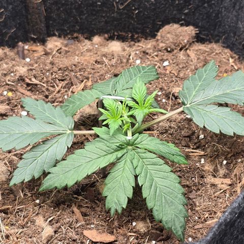 Cream Cheese  growlog timeline photo