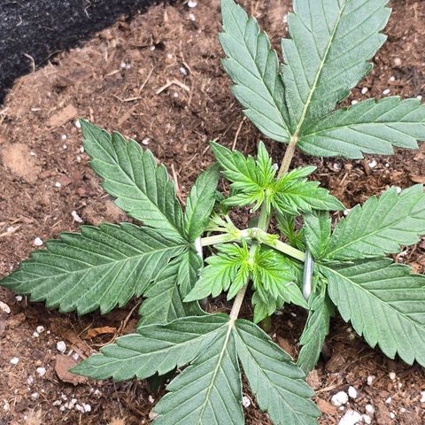 Bigfoot Baked Alaska  growlog timeline photo