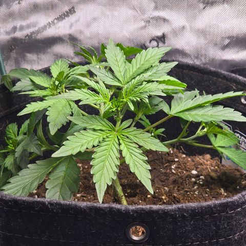 Bigfoot Baked Alaska  growlog photo: Quit LST. It's doing much better. 