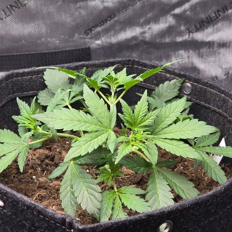 Cream Cheese  growlog timeline photo