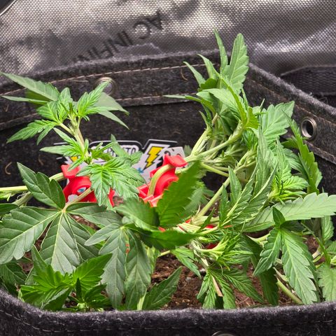 Bigfoot Baked Alaska  growlog timeline photo
