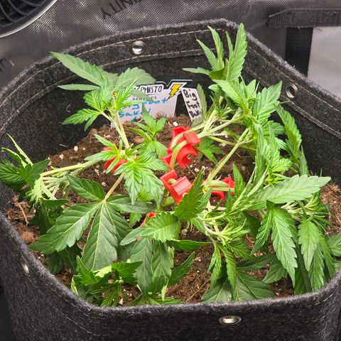 Bigfoot Baked Alaska  growlog timeline photo