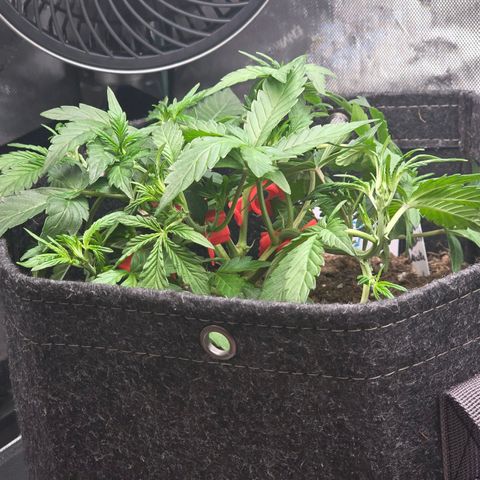 Bigfoot Baked Alaska  growlog timeline photo
