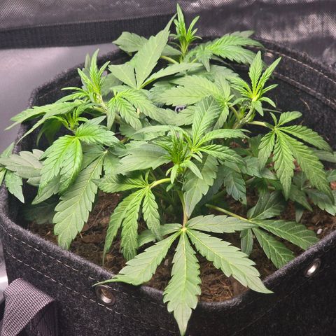 Cream Cheese  growlog timeline photo