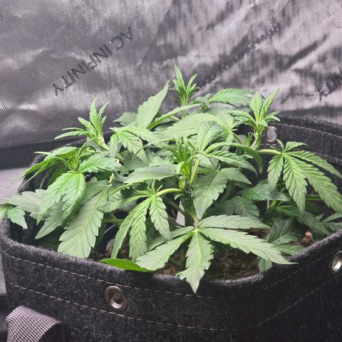 Cream Cheese  growlog timeline photo