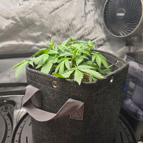Cream Cheese  growlog timeline photo
