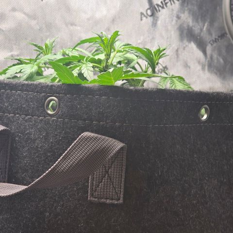 Cream Cheese  growlog timeline photo