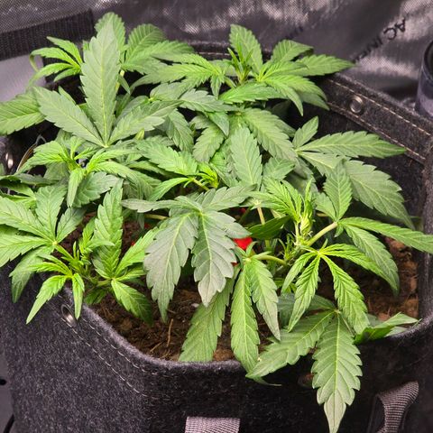 Cream Cheese  growlog timeline photo