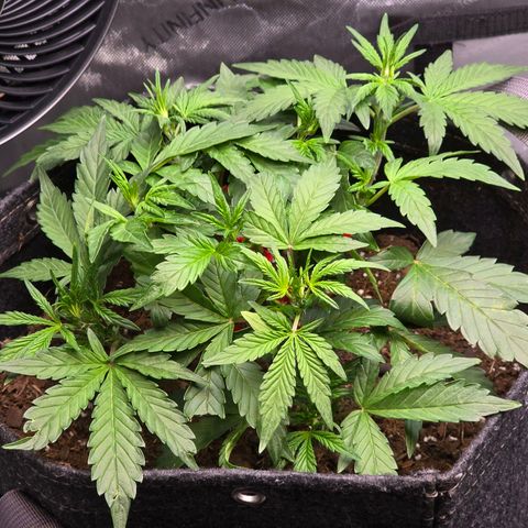 Bigfoot Baked Alaska  growlog timeline photo
