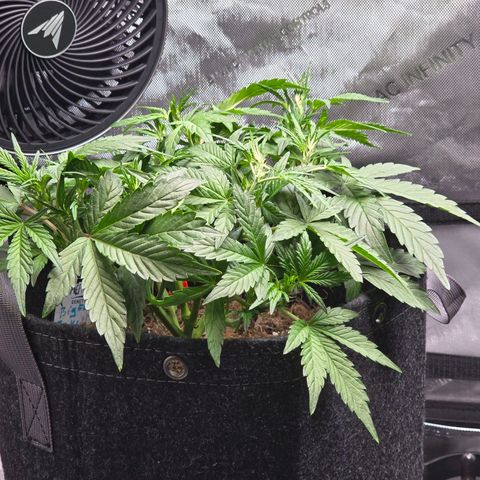 Bigfoot Baked Alaska  growlog timeline photo