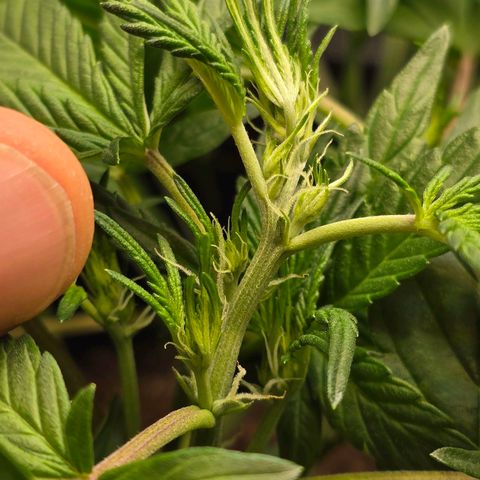 Bigfoot Baked Alaska  growlog timeline photo